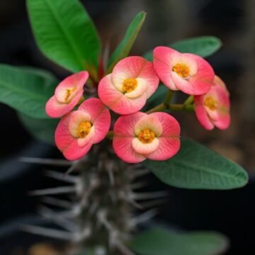 Dikenler Tacı (Euphorbia milii)