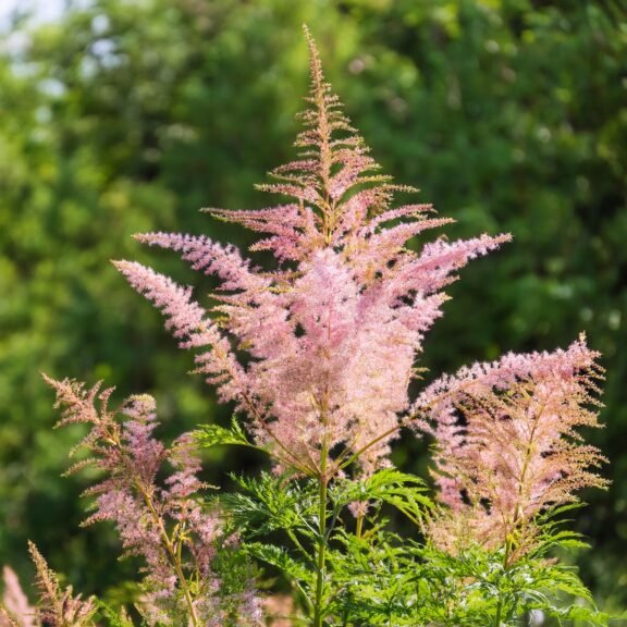 Firefly Astilbe Yalanci Keci Sakali 15412