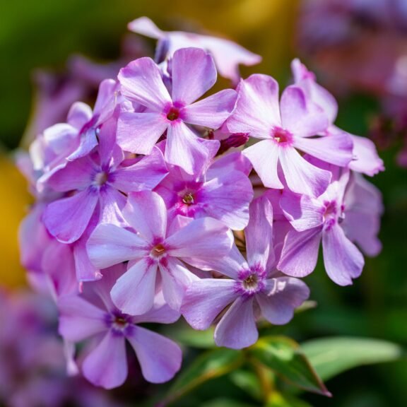 Firefly Garden Phlox 96471