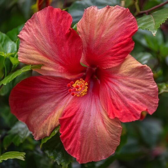 Firefly Hardy Hibiscus 31204