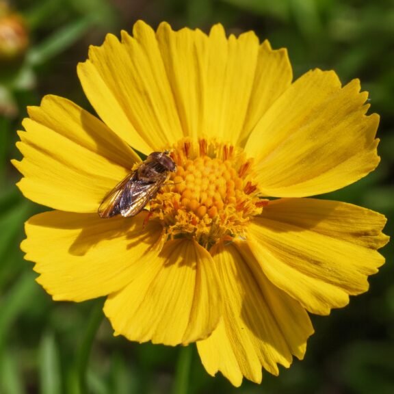 Firefly Kiz gozu Coreopsis grandiflora 15412