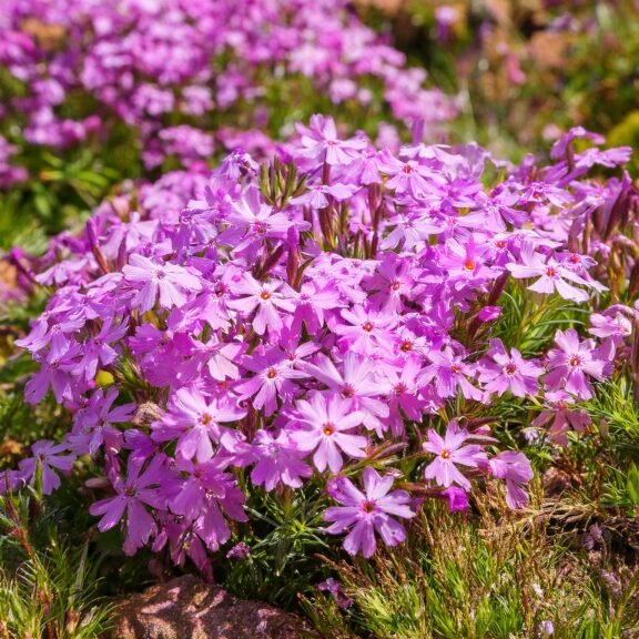 Firefly Moss Phlox Alev Cicegi 15412