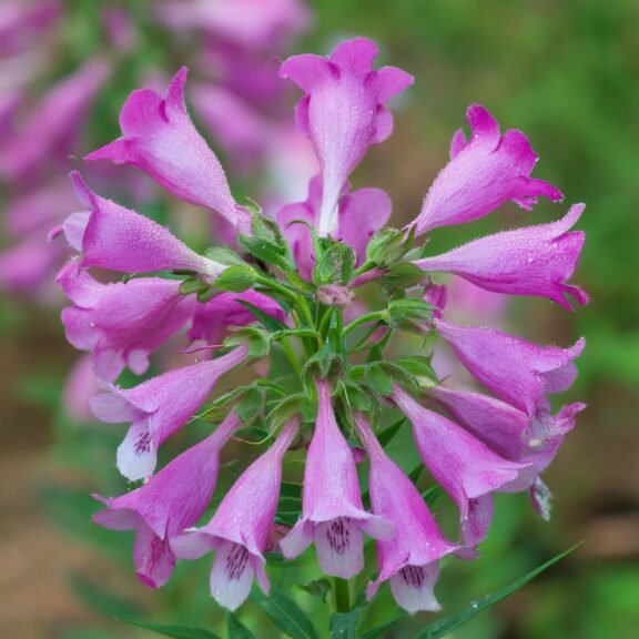 Firefly Penstemon bitkisi 26565