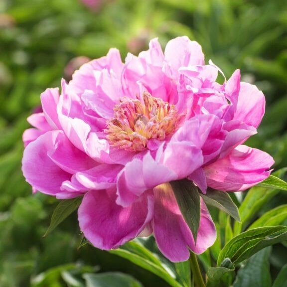 Firefly Peony Cicegi Sakayik 15412