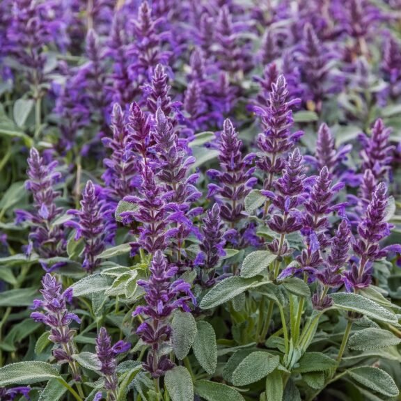 Firefly Perennial Sage 31204