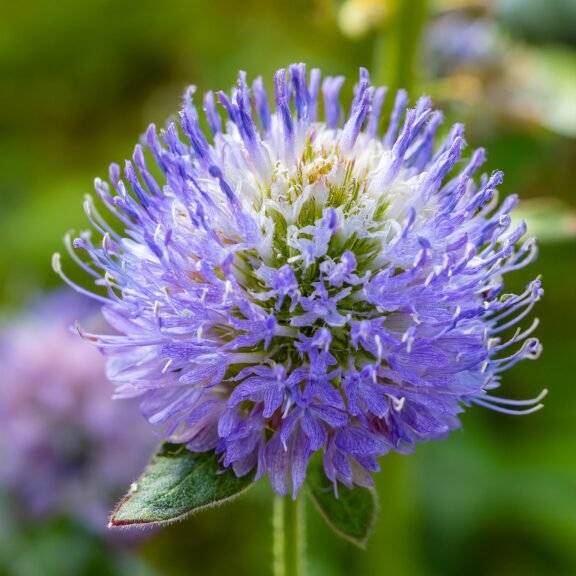 Firefly Pincushion Flower 96471