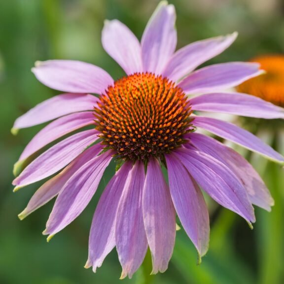 Firefly Purple Coneflower 22348