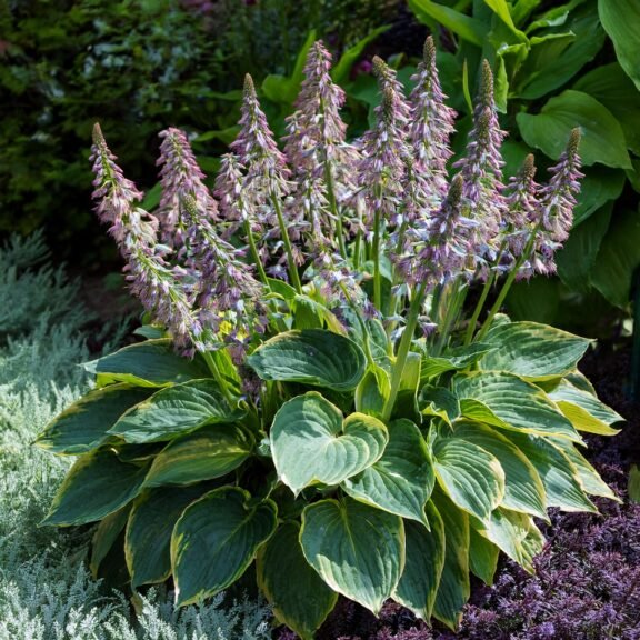 Hosta Cicegi