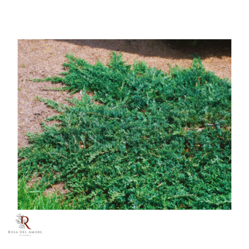 Juniperus horizontalis ardic agaci