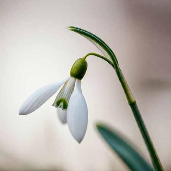 Kardelen Çiçeği (Galanthus) 