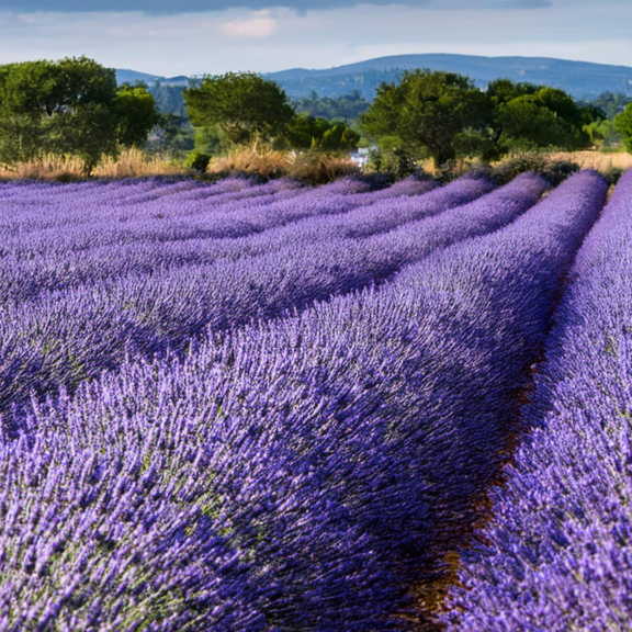 Lavender Lavandula angustifolia