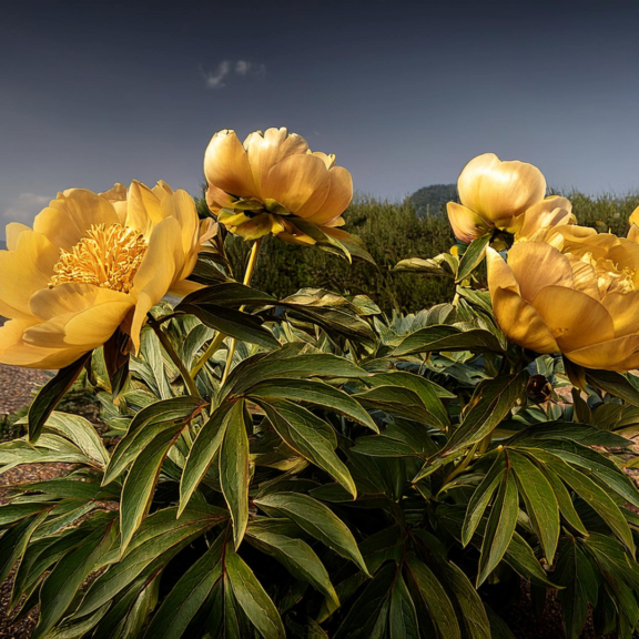 Paeonia mlokosewitschii