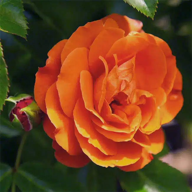 Veranda® Mango