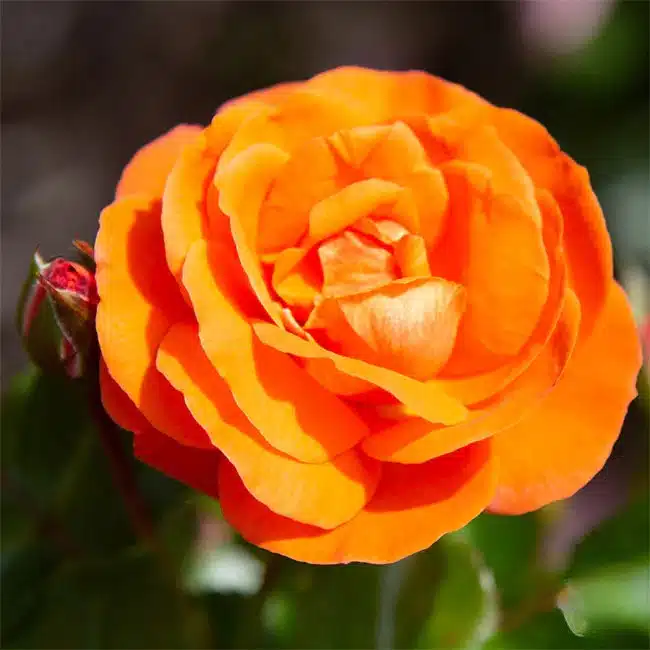 Veranda® Mango