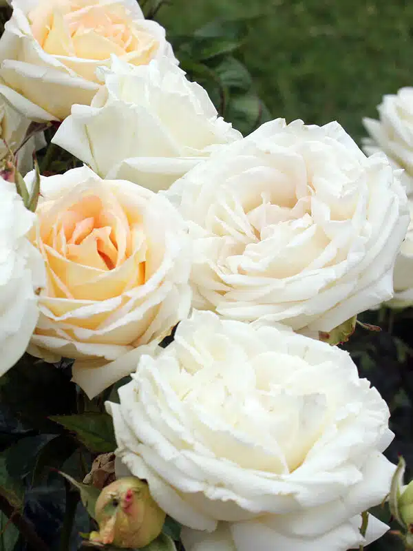 Parfuma® Madame Anisette™