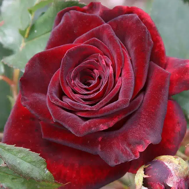 Black Baccara