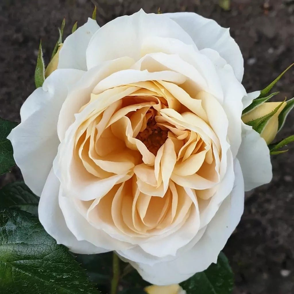 Parfuma® Madame Anisette™