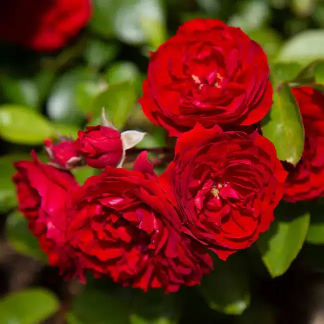 Veranda® Roxanne