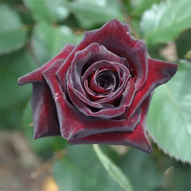Black Baccara