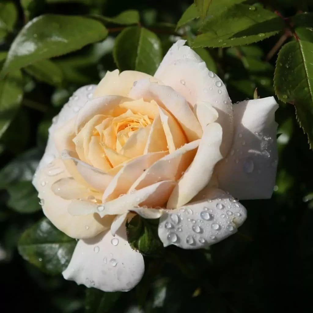 Parfuma® Madame Anisette™