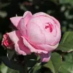 Parfuma ® AMON™