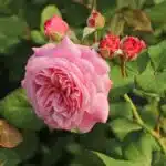 Parfuma ® AMON™
