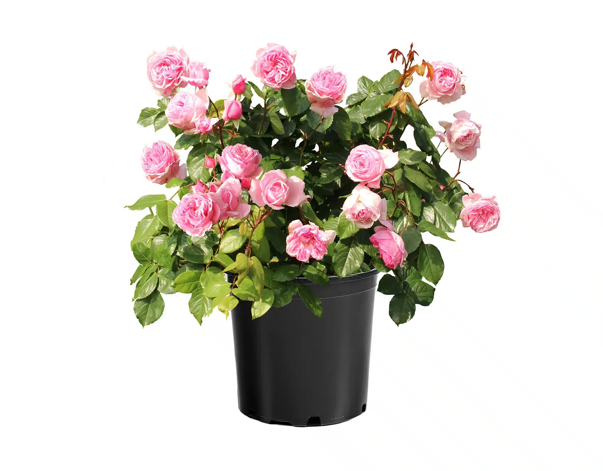 Arborose_KissMeKate_Habit_007 Kiss Me Kate