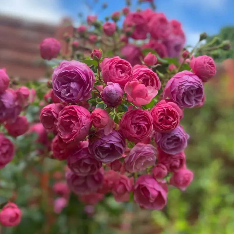 HighgardenRosesPomponella 12