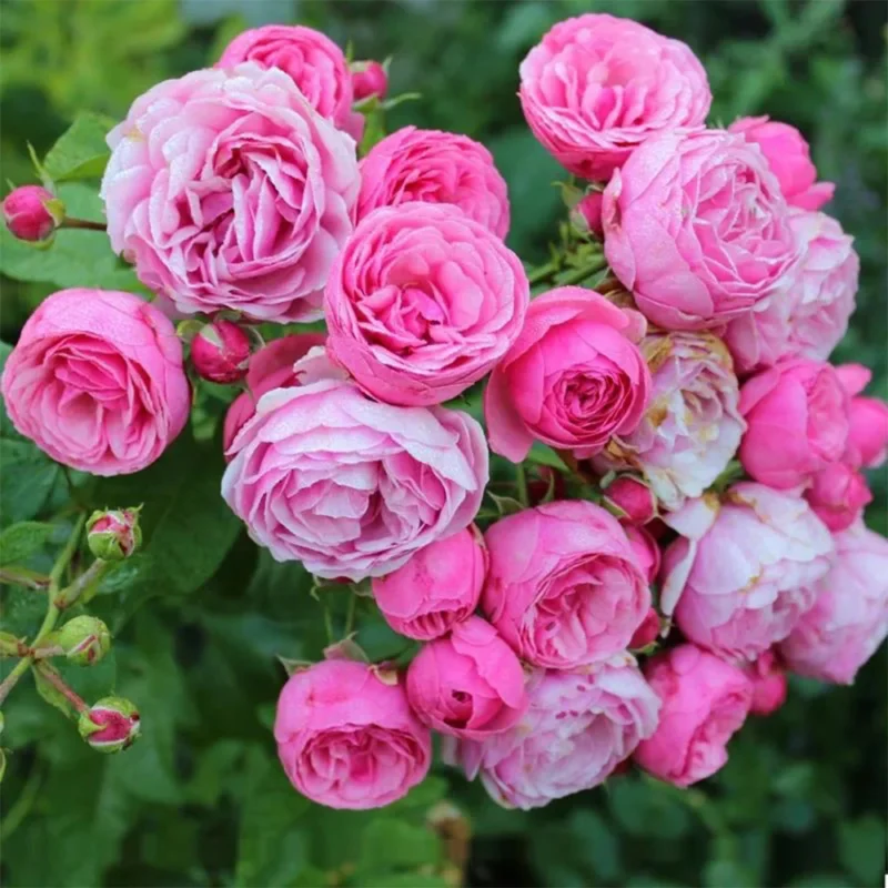 HighgardenRosesPomponella 3