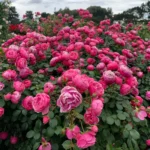 HighgardenRosesPomponella 4