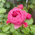 HighgardenRosesPomponella 9