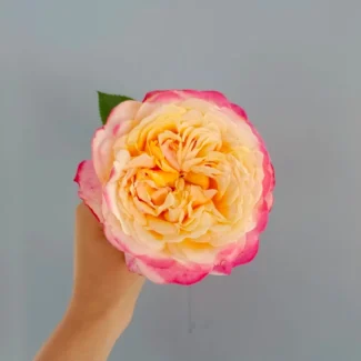 Aşılı Bahçe Gülleri & Gül Fidanı Çeşitleri | RosaDelAmore 33 Bahçe gülleri