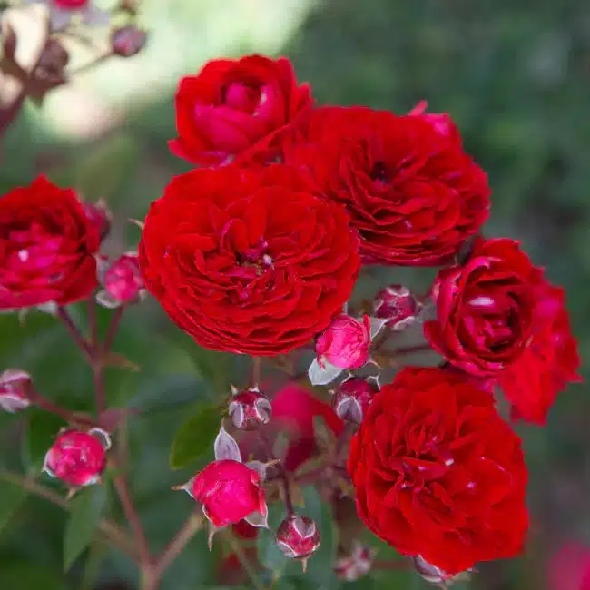 Veranda® Roxanne