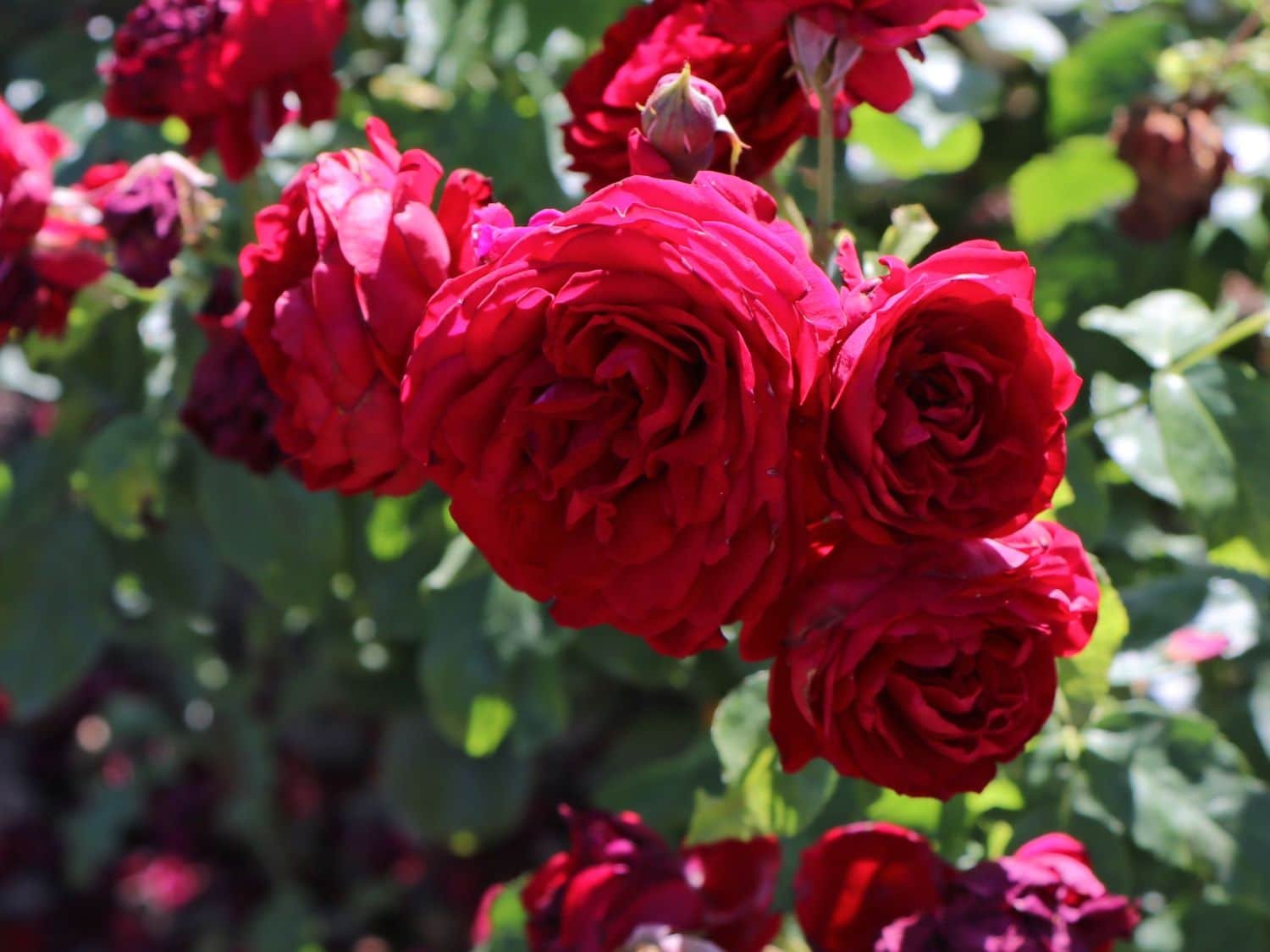 Beetrose 'Rotkäppchen' ® / Maranello Rose - Rosa 'Rotkäppchen' ® / Maranello Rose Maranello®