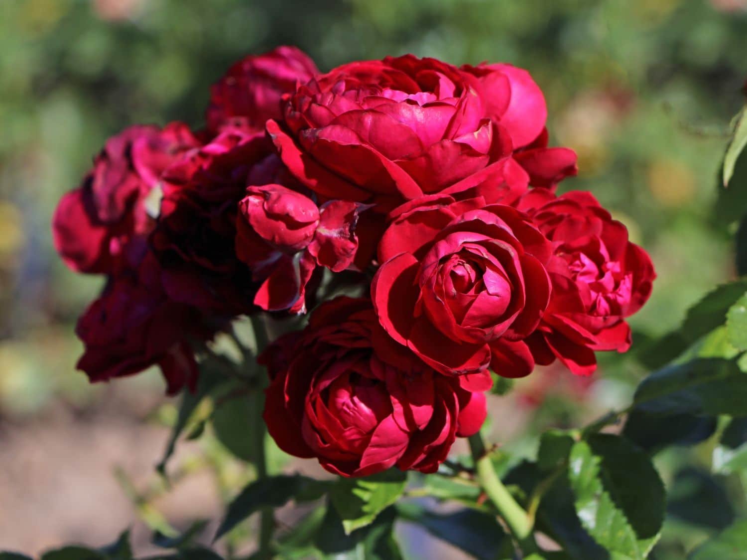 Beetrose 'Rotkäppchen' ® / Maranello Rose - Rosa 'Rotkäppchen' ® / Maranello Rose Maranello®