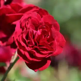 Bahçe gülleri
