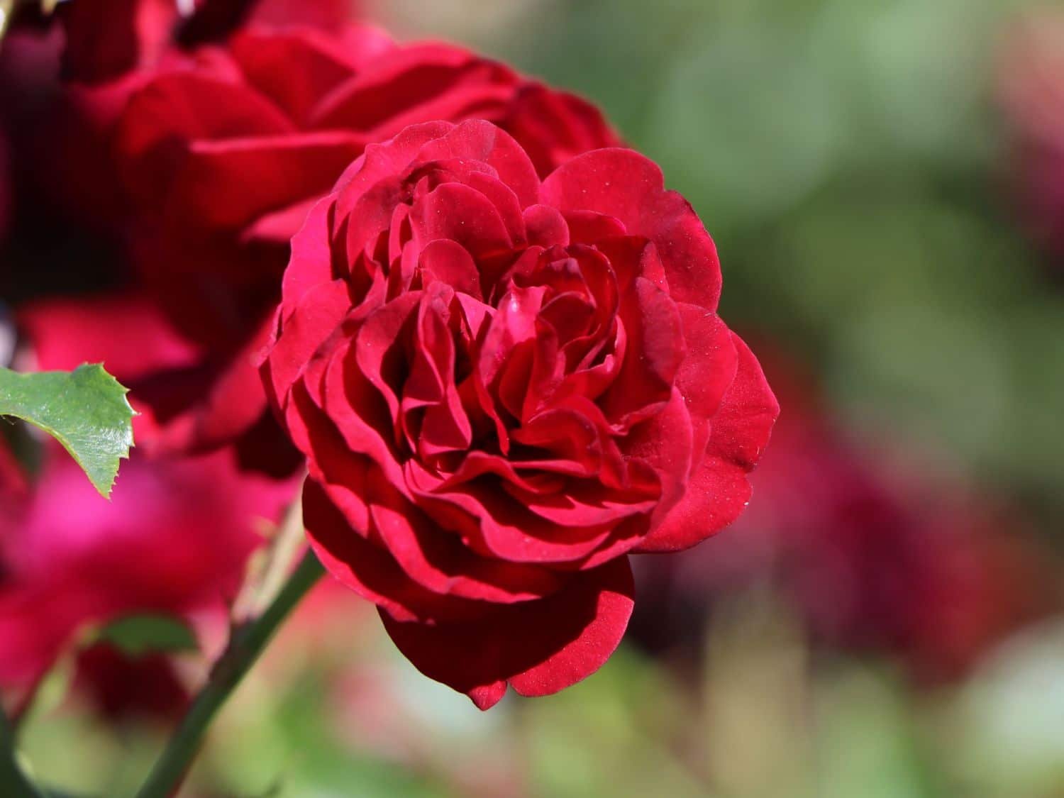 Beetrose 'Rotkäppchen' ® / Maranello Rose - Rosa 'Rotkäppchen' ® / Maranello Rose Maranello®