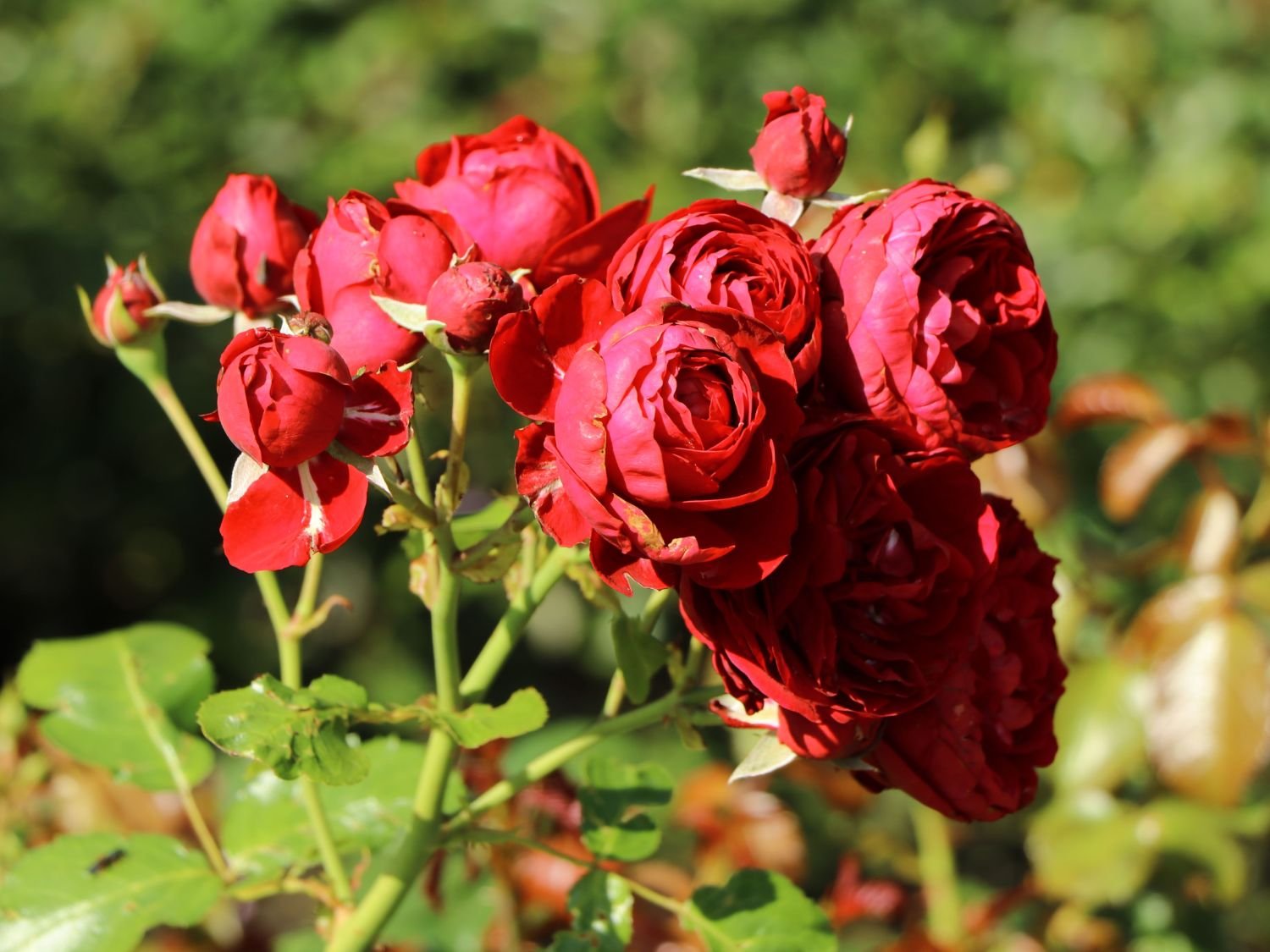 Beetrose 'Rotkäppchen' ® / Maranello Rose - Rosa 'Rotkäppchen' ® / Maranello Rose Maranello®