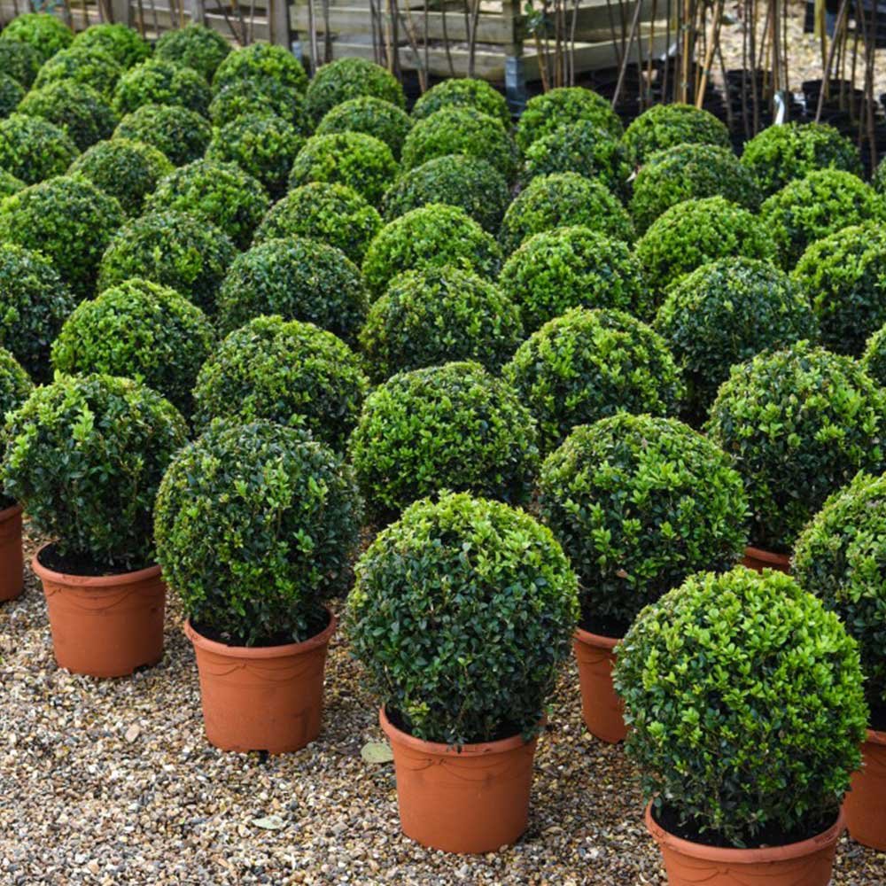 buxus Osmanlı Şimşiri