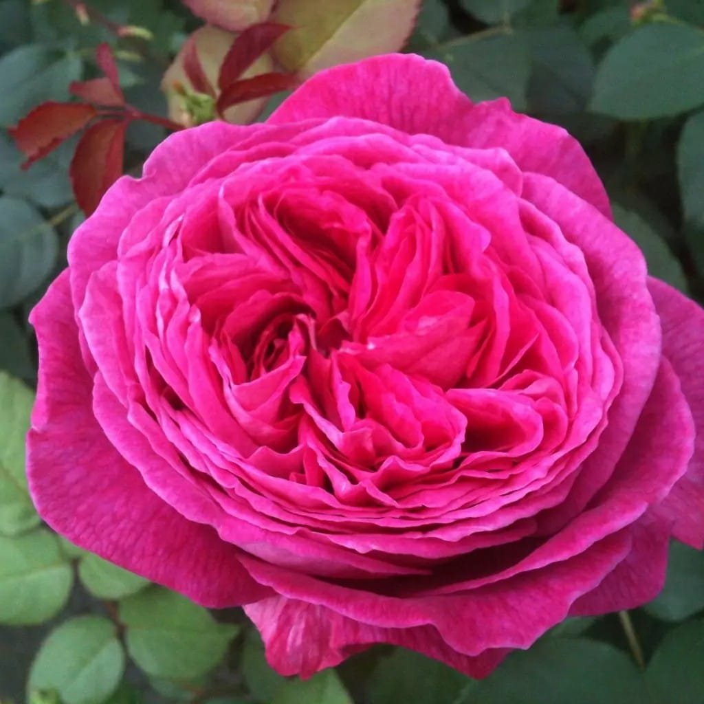 cdc29a84-4d16-404b-859b-13c735a5ee05 Arborose® Hathor ™