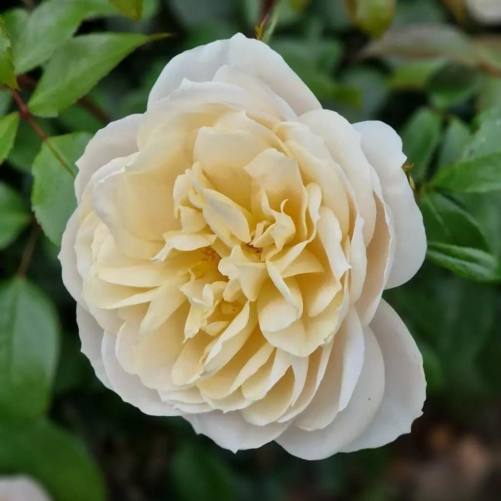 Parfuma® Madame Anisette™