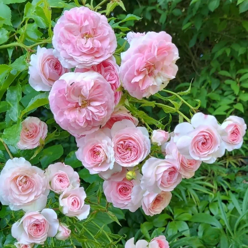 eaab2fa1-c240-4907-b78d-1cd6ebb18e8c Parfuma® Bliss