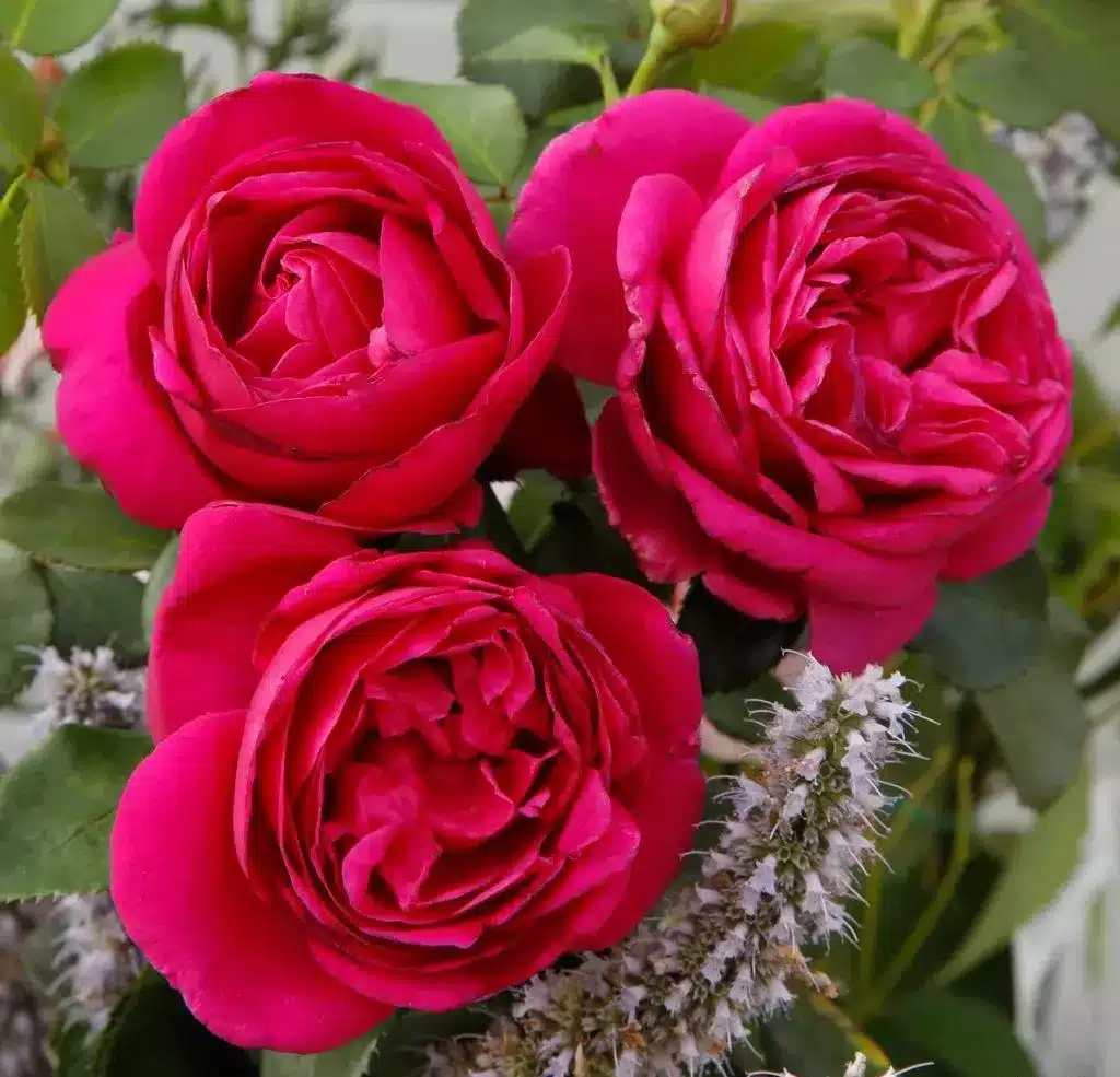 fuer_elise_04_1920x1920 Für Elise