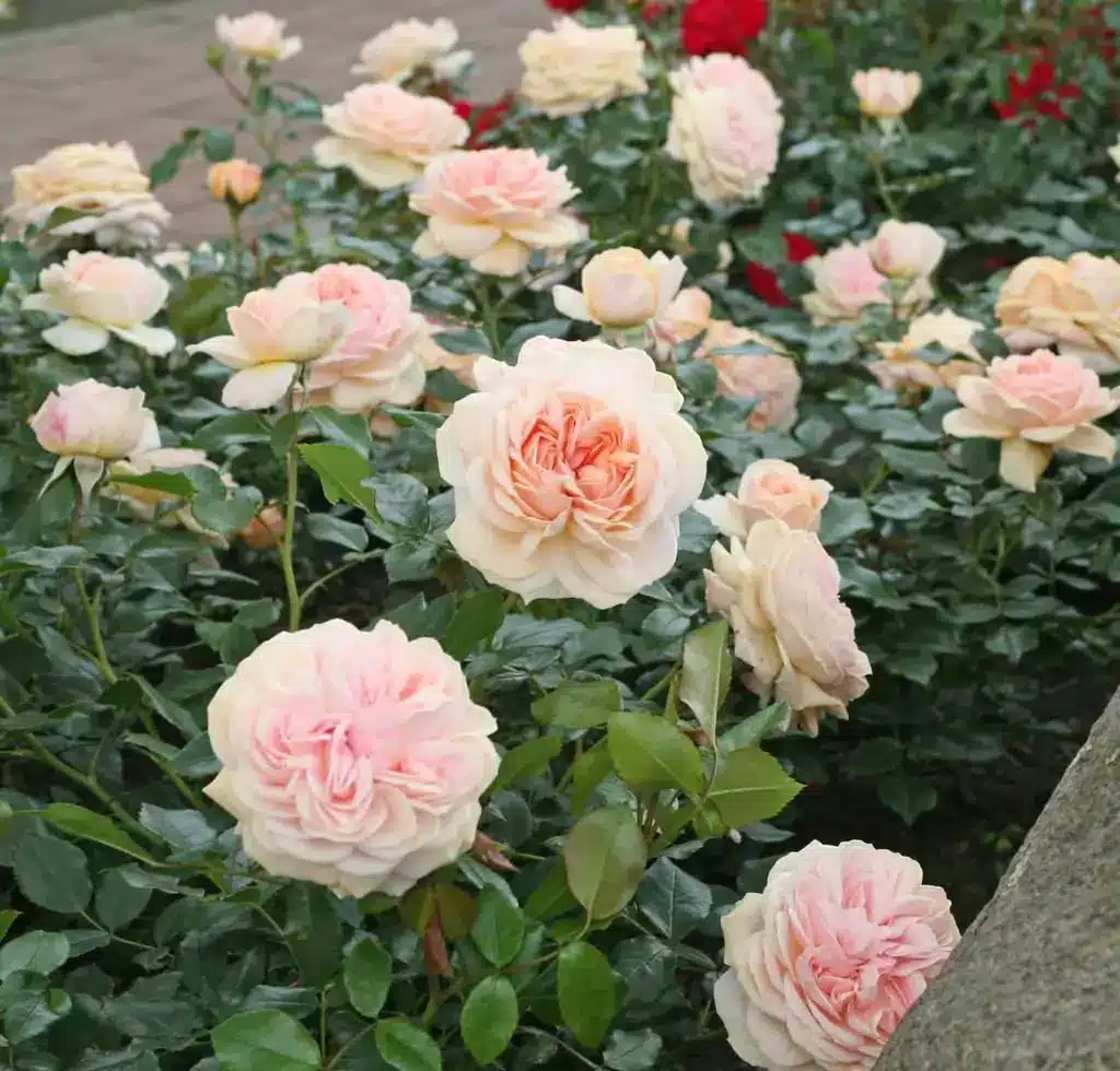 Veranda® Cream Veranda Cream