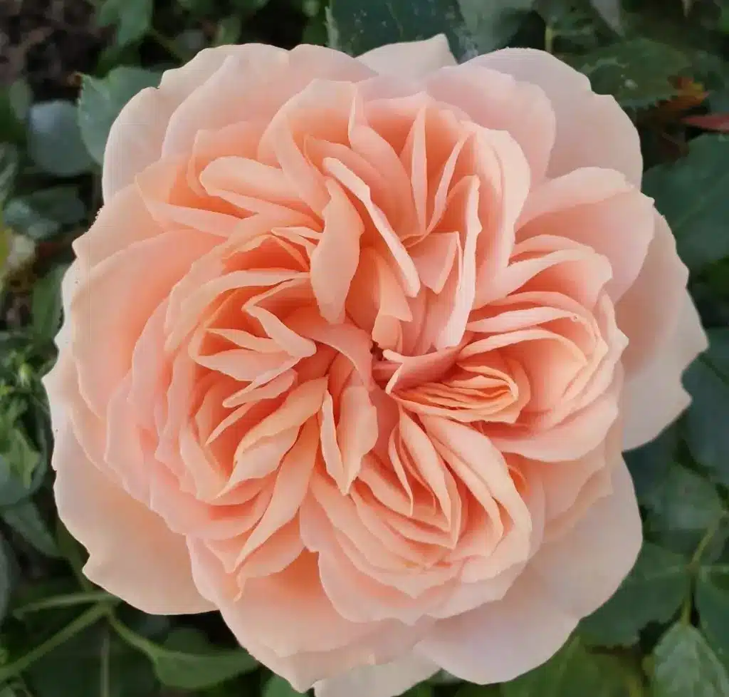 Veranda® Cream Veranda Cream