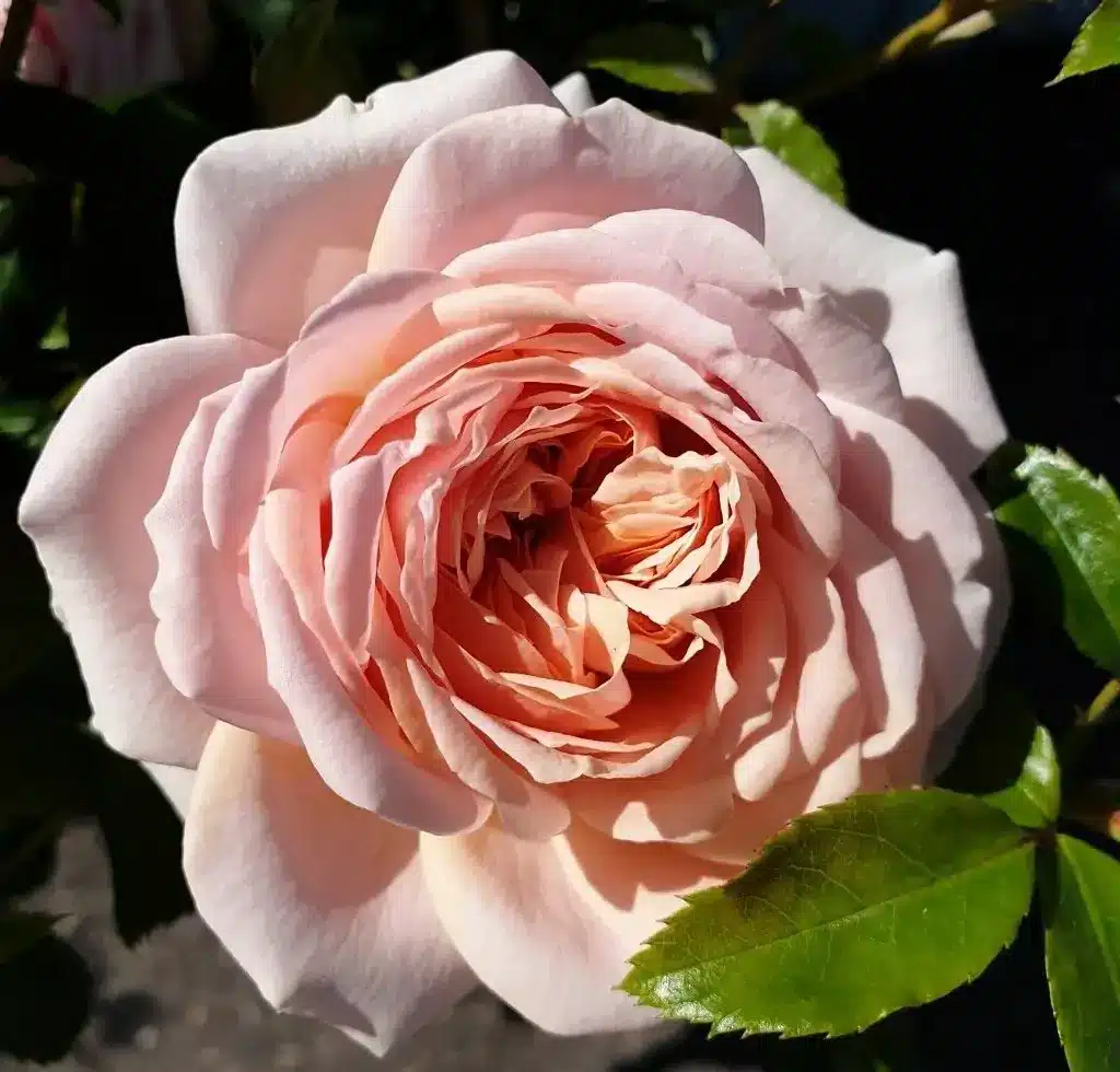 Veranda® Cream Veranda Cream