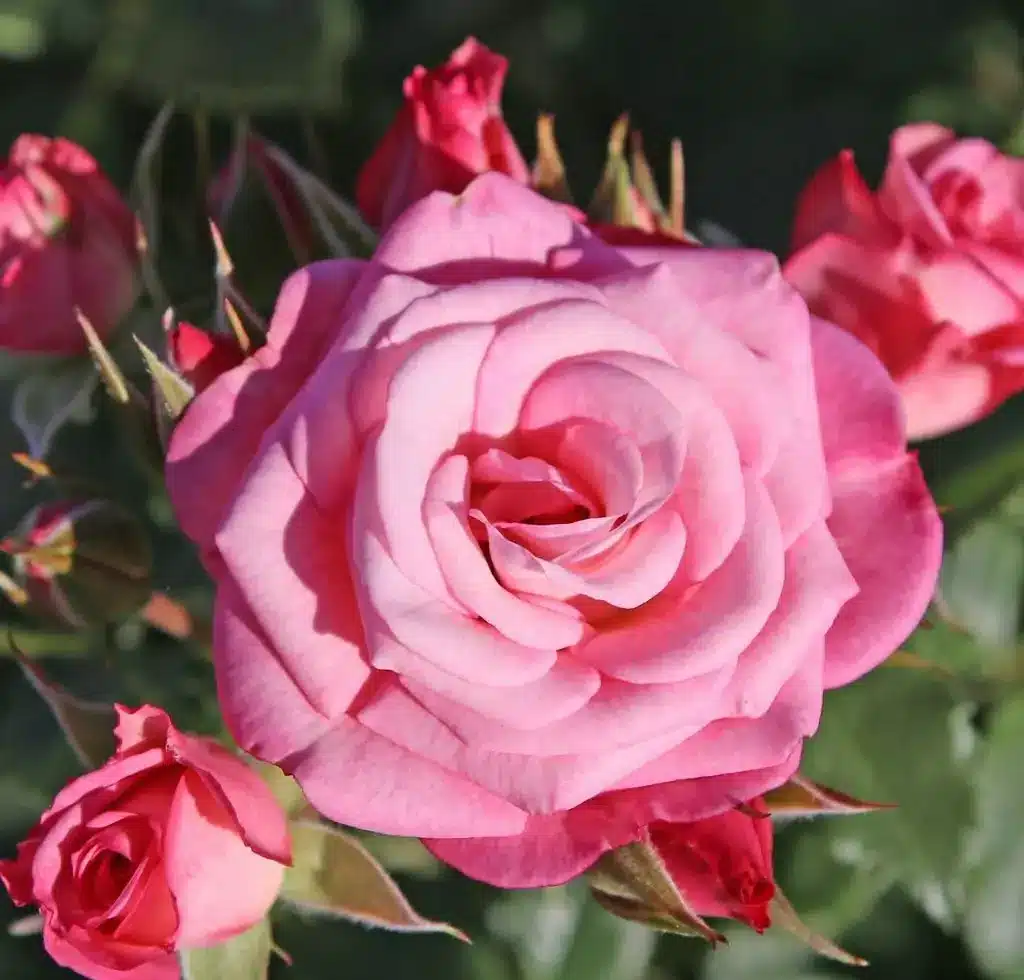 xenia_01_1920x1920 Summer Fairy Tale®