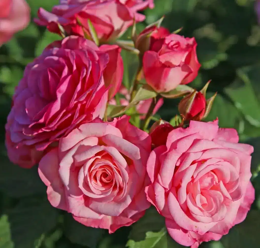 xenia_02_1920x1920 Summer Fairy Tale®