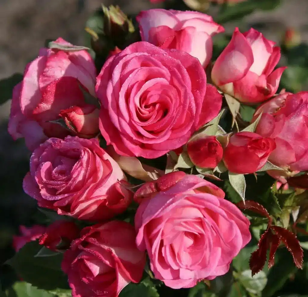 xenia_03_1920x1920 Summer Fairy Tale®