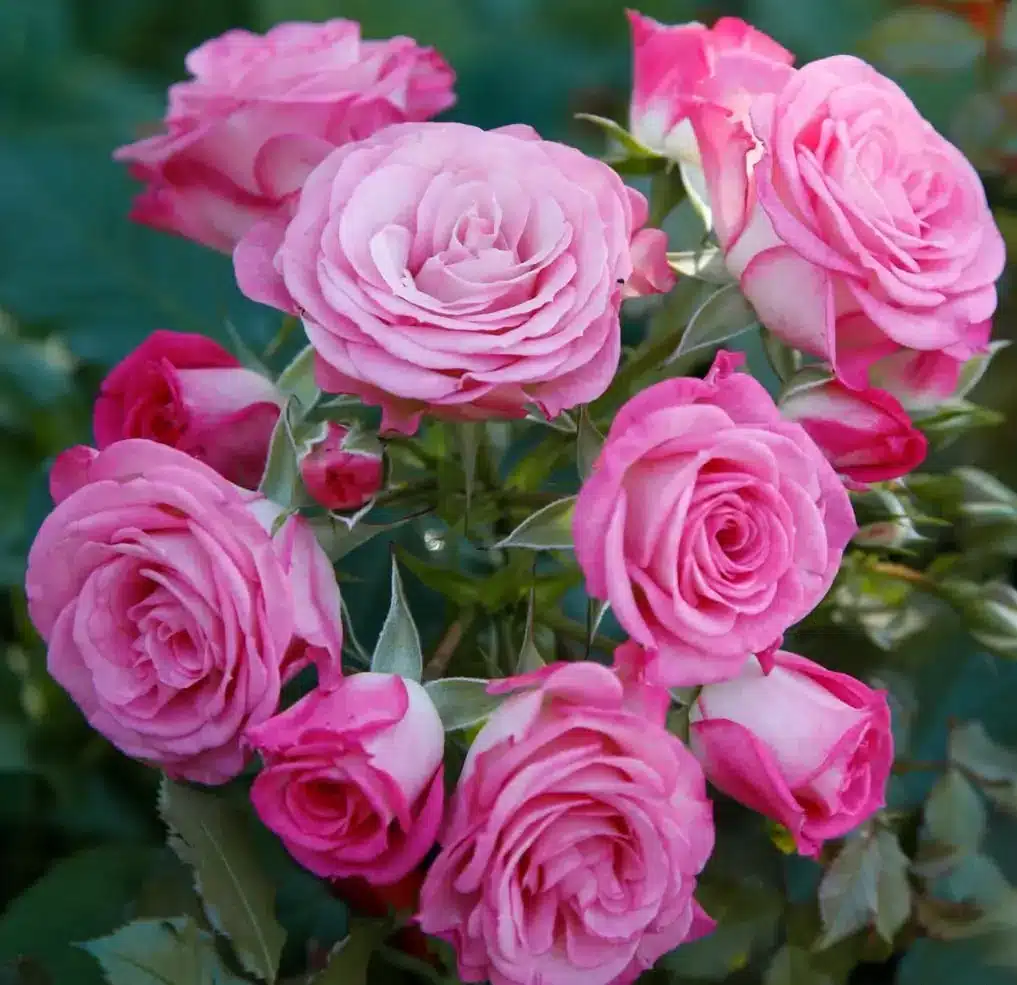 xenia_04_1920x1920 Summer Fairy Tale®